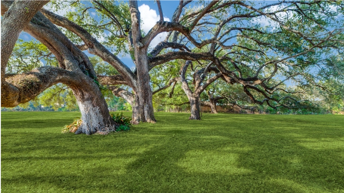 Oakview farms gallery LAREDO